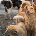 Prihvatilište dupke puno: Napušteni ljubimci opterećuju somborski budžet, grad usvojio strategiju „uhvati – steriliši – pusti“…