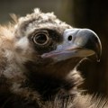 Meštanin Svrljiga otrovao zaštićenog crnog supa u vlasništvu Bugarske, pa pokušao da se reši dokaza