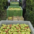 Sve dobro osim cene: Kruške u Mačvi pune berićeta