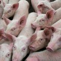 Kako epidemija afričke kuge svinja utiče na tržište mesa u Srbiji