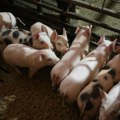 Zaraza afričkom kugom do sada potvrđena u 1.568 slučajeva, a eutanazirano više od 18.800 svinja