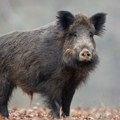 Ubijeno 19.567 svinja: Kuga otkrivena i kod divljih svinja