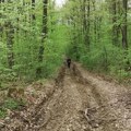 Šteta oko 2.000 evra: Banjalučani uhapšeni zbog šumske krađe