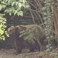 Jedva izvukao živu glavu: Četiri medveda upala na Radovo imanje u selu kod Pljevalja, zaklali mu deset ovaca