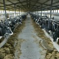 Proizvođači mleka traže ispunjenje obećanja predsednika države o subvencijama po grlu
