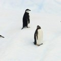 Neverovatan prizor snimljen prvi put u istoriji: Oko 700 mladih pingvina skače u vodu