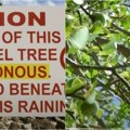 Ovo je najsmrtonosnije drvo na svetu Primamljiva voćka podseća na jabuku, a ishod čak i izdaleka može biti fatalan! (video)