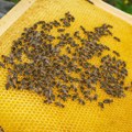Pčele su najvažnija bića na planeti: Nedostaje nacionalna politika za zaštitu oprašivača