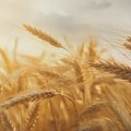 Савети Пољопривредне стручне службе Зрењанин – Изазови у производњи пшенице током претходног периода Зрењанин -…