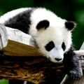 Broj džinovskih pandi u kineskoj divljini porastao na 1.900