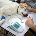 Vlasnici se žale jer Niš nema dežurnu veterinarsku ambulantu