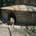 Tuga u borskom zoo vrtu: Preminula jedna od najstarijih životinja, evo kako će se čuvati sećanje na nju (foto)