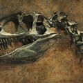 Velik kao labrador: Otkriven novi dinosaurus