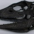 Pronađen fosil dinosaurusa veličine psa