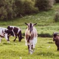 Slike iznemogle stoke sa Suve planine obišle zemlju, sad stižu lepe vesti: Životinje konačno imaju pijaću vodu