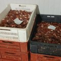 Ministarstvo: Sprečeno da meso zaraženo salmonelom stigne do potrošača