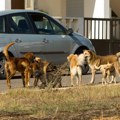 U Pljevljima preko hiljadu pasa lutalica, zbog ujeda isplaćeno 22.000 evra