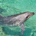 Hrvatska reka ima neočekivanog posetioca Iako izgleda neodoljivo, ne uznemiravajte ga! Delfin mora da se vrati u more…