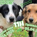 Izložba pasa mešanaca: Povodom Svetskog dana napuštenih životinja, u subotu i nedelju u Novom Sadu