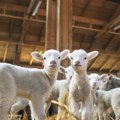 Velike oscilacije na tržištu stoke: Jedna kategorija naglo poskupela, drugoj drastično pala cena