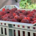 Krenula stroga kontrola ”crvenog zlata” Stručnjak otkriva kako domaća malina da se zaštiti od virusa - Srbija je bila i mora…