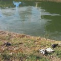 ALARM U CENTRU ZRENJANINA: Šta se dešava sa jezerom kod Malog mosta – zagađena voda i uginuli golubovi na obali? Zagađena voda…