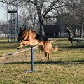 Heroji u penziji traže novi dom: Prodaju se Vojni psi Srbije po simboličnim cenama