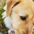 Vakcinacija pasa u ODžACIMA o trošku lokalne samouprave Evo gde mogu vlasnici da prijave svoje kućne ljubimce