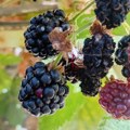 Katastrofa u Kuršumliji: Da li je ovo sahrana srpskog domaćina?