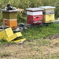 "Kao da samo čeka da izađem, pa da dođe": Medved kod Ivanjice pravi štetu pčelarima, oni nemoćni