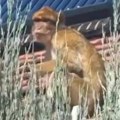 Šok prizor na Karaburmi: Majmun se šetka na krovu kuće, prolaznici u neverici! U jednom trenutku zastao i uradio ovo (video)
