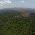 Brazilska savezna država pokreće obavezan program praćenja stoke da bi spasila amazonsku prašumu