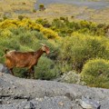 Životinje: Italijansko ostrvo nudi divlje koze za usvajanje