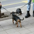 "15 Минута 200, пола сата 500 динара": Београђани разапели у коментарима шетача паса због ценовника, ово је његово…