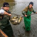 Prepolovljena proizvodnja konzumne ribe u Srbiji: Čeka li nas nestašica i skok cena na jesen?