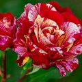 Jednostavan trik za bujnije cvetanje ruža! Neka vaša bašta bude najlepša!