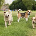 Poslanica Stamatović povukla predloge zakona o veterinarstvu i dobrobiti životinja iz procedure