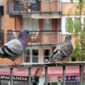 Ako vam golubovi prave haos na terasi – ove biljke će vam pomoći da ih oterate, a izgledaće prelepo u saksijama