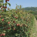 Poslanik NLS: Srbija na ivici da ostane bez masovne proizvodnje maline zbog užasnih uslova