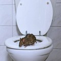 Širi se snimak pacova u WC šolji iz stana na Ceraku: Pojavljuju se u starim zgradama, evo šta hitno da uradite