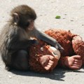 Panč više nije usamljen; Majmunčić koji je grlio plišanu igračku sada ima novu porodicu VIDEO