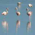 Staro i do 12.000 godina: Fosilno jaje drevnog flaminga nađeno na gradilištu u Meksiku