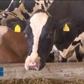 Dulići iz Đurđina gaje preko 400 krava i obrađuju oko 350 hektara oranica