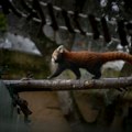 Panda pobegla iz zoo vrta u Kelnu: Njena avantura, ipak, kratko trajala