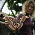 "Nema više toliko leptira koliko ih je bilo": Italijanski muzej rekonstruisao tanzanijsku šumu kako bi proučio insekte