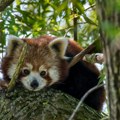 Crvena panda uginula zbog straha od vatrometa Oglasio se zoološki vrt u Edinburgu nakon tužnih vesti: "Zastrašujući zvuci…