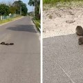 Da li ste ikada videli nešto slađe? Video koji kruži Srbijom prosto će vas oduševiti