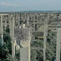 Kolonija roda na Klisi beleži nove rekorde