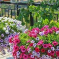 Vole sunce i dugo cvetaju: Uz ove biljke terasa će vam biti puna boja tokom celog leta