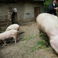Srbija na zelenoj listi EU: izvoz mesa i živih životinja nastavlja se bez prekida